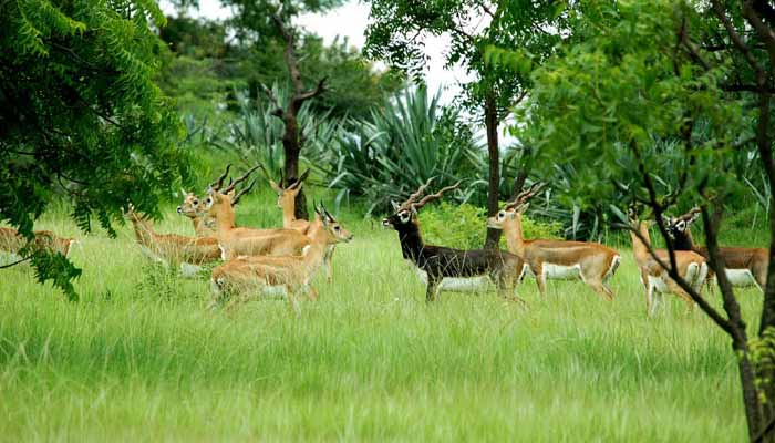 Machia Safari Park Jodhpur